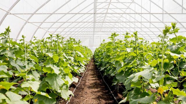 Disinfectants for Agriculture - Industries we serve - Aarsha chemicals