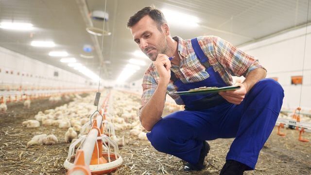 Poultry - Industries we serve - Aarsha chemicals